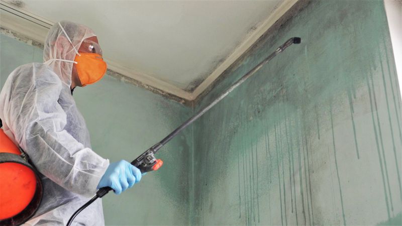 Eco-Friendly Mold Remediation Options