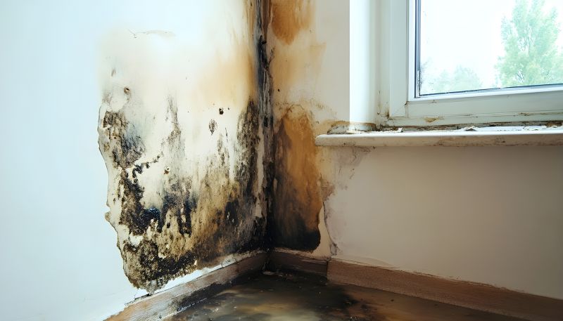 Mold Damage Restoration