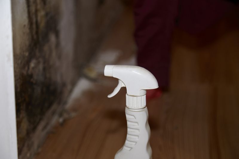 Mold Damage Restoration