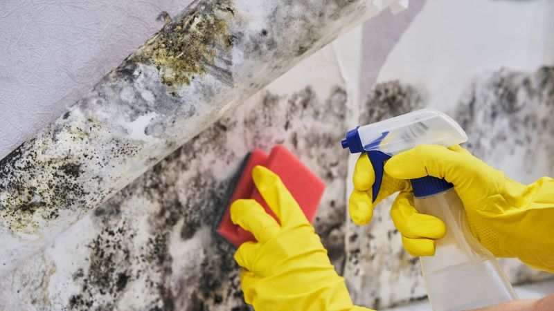 Mold Damage Restoration