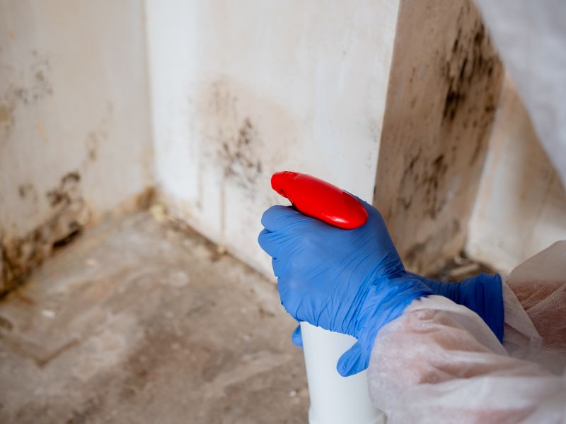 Mold Growth Behind Walls: Signs And Solutions