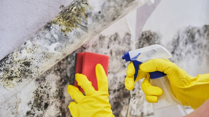 Seasonal Mold Growth And Prevention Tips
