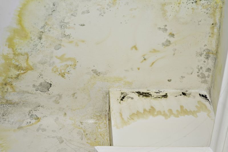 Water Damage Mold Remediation